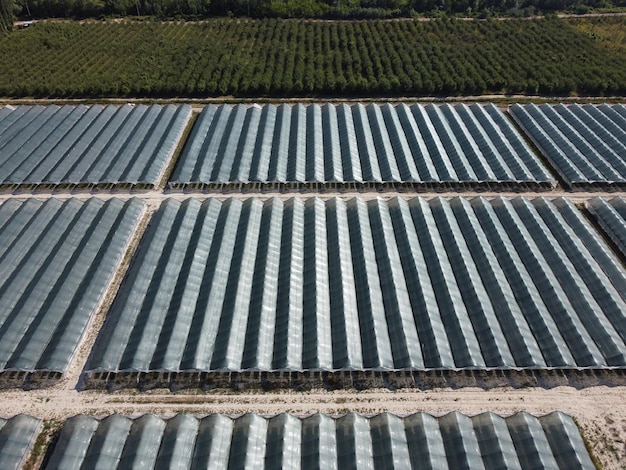 Vue aérienne par drone d'immenses serres pour la culture de l'agriculture en serre de fraises