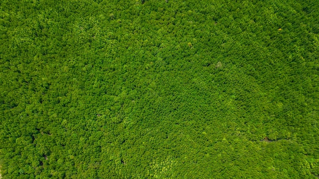 vue aérienne, paysage, de, arbre, ou, forêt, krabi, thaïlande