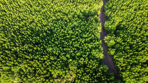 vue aérienne, paysage, de, arbre, ou, forêt, krabi, thaïlande