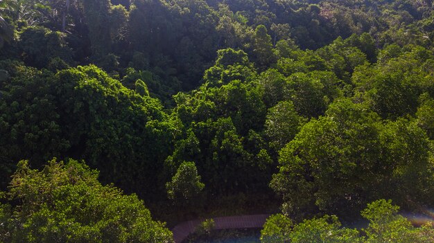 vue aérienne, paysage, de, arbre, ou, forêt, krabi, thaïlande