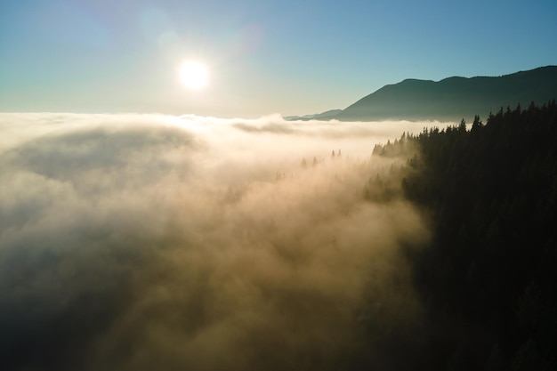 Vue aérienne d'un paysage incroyable avec des pins de la forêt de montagne sombre et brumeuse au lever du soleil d'automne Belle forêt sauvage avec des rayons de lumière brillants à l'aube