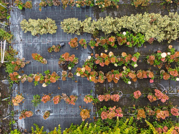 Vue aérienne d'une pépinière avec des plantes vertes rouges et rouges jaunes disposées en rangée pendant l'automne Plantes aux couleurs d'automne Alsace France Europe