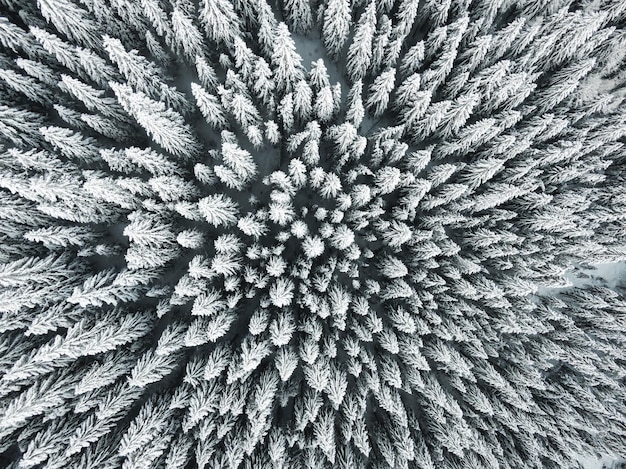 Vue aérienne de pins enneigés dans une forêt