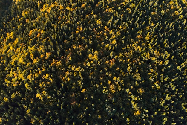 Vue aérienne de pins mixtes sombres et d'une forêt luxuriante avec des auvents d'arbres verts et jaunes dans les bois de montagne d'automne