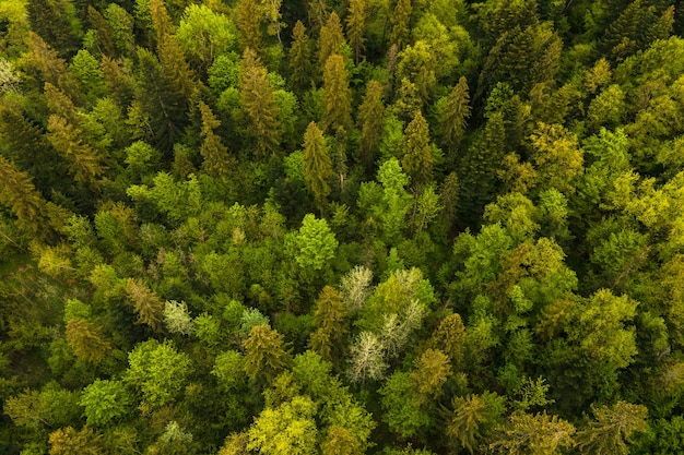 Vue aérienne de pins mixtes sombres et d'une forêt luxuriante avec des auvents d'arbres verts.