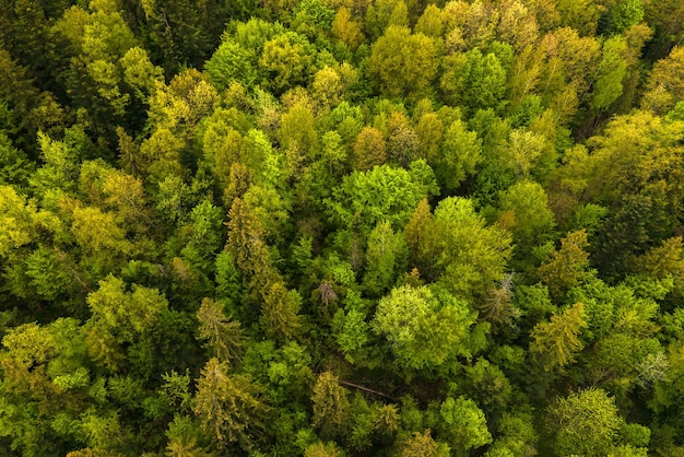 Vue aérienne de pins mixtes sombres et d'une forêt luxuriante avec des auvents d'arbres verts.