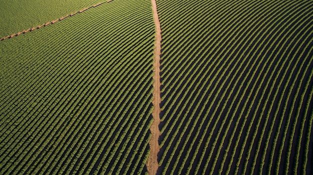 Vue aérienne de la plantation de café dans l'état de Minas Gerais - Brésil