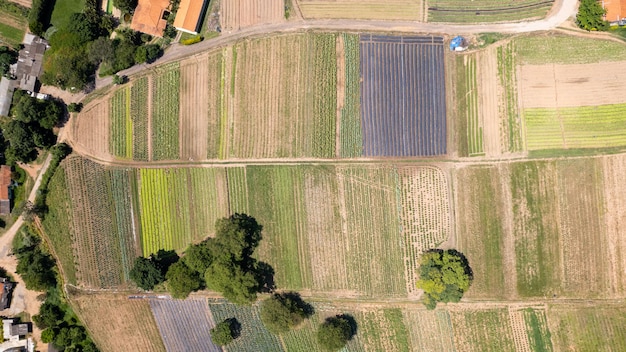 Vue aérienne d'une plantation de légumes biologiques dans la ville de Jundiai Sao Paulo Brésil