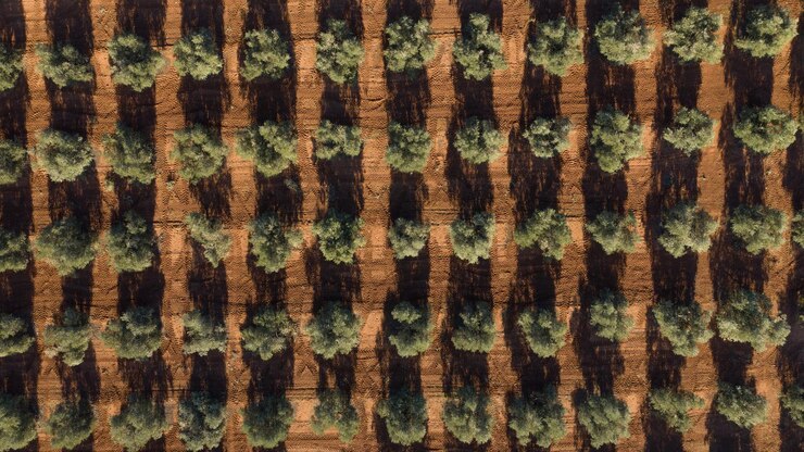 Photo vue aérienne d'une plantation d'oliviers pour la production d'huile d'olive près d'antequera andalusi