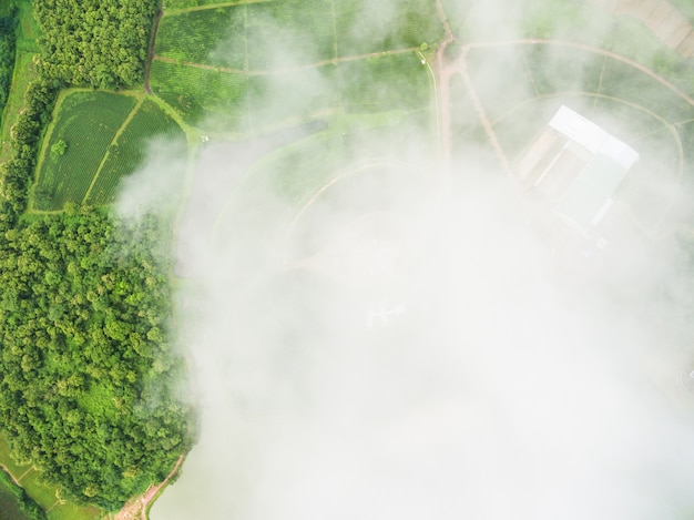 Vue aérienne de la plantation de thé avec un brouillard blanc obscur