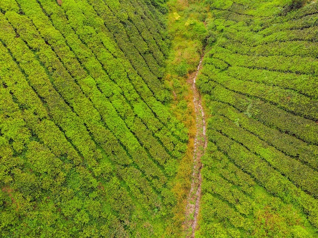 Vue aérienne de la plantation de thé, prise de drone