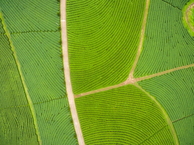 Vue aérienne de la plantation de thé, Shot from drone