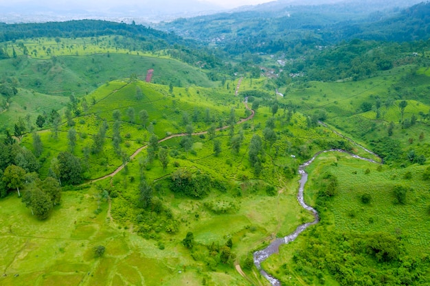 Vue aérienne de la plantation de thé vert avec rivière