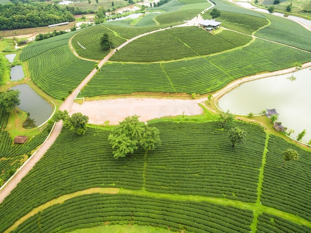 Vue aérienne de la plantation de thé