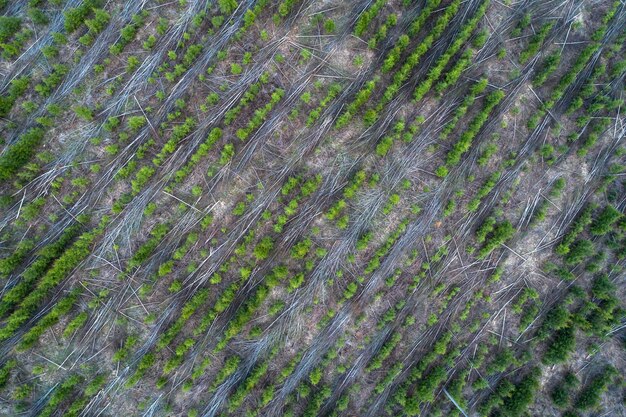 Vue aérienne des plantations de jeunes conifères