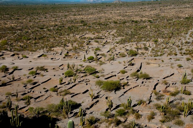 Photo vue aérienne des plantes sur terre