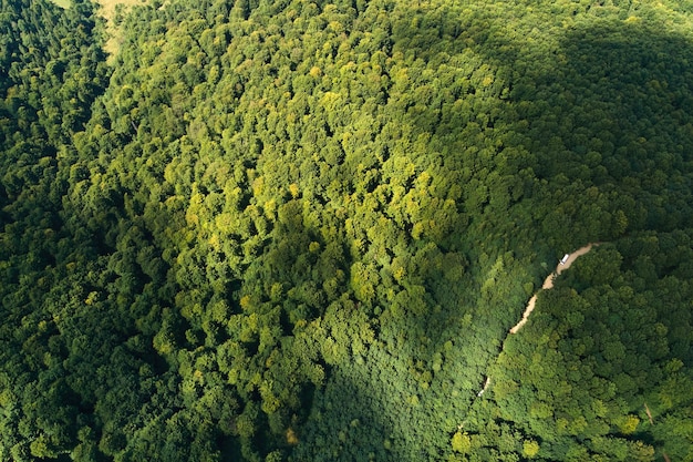 Vue aérienne plate de haut en bas de la forêt luxuriante sombre avec des auvents d'arbres verts en été.