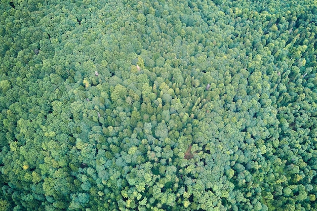 Vue aérienne plate de haut en bas de la forêt luxuriante sombre avec des auvents d'arbres verts en été