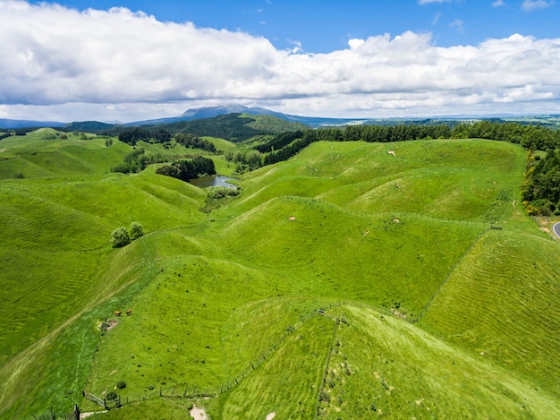 Vue aérienne de prairies de belle moutons de l&#39;herbe verte sur les collines à Rotorua, en Nouvelle-Zélande.