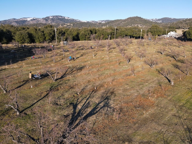 Vue aérienne de rangées de pommiers dans un verger pendant la saison hivernale. Plantation d'arbres fruitiers de pomme.