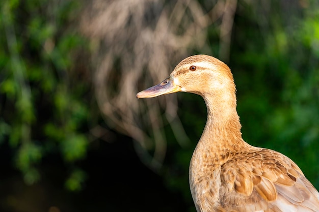 Vue aérienne rapprochée en mettant l'accent sur le dos d'un canard femelle sauvage nageant dans un étang de parc local en regardant la caméra
