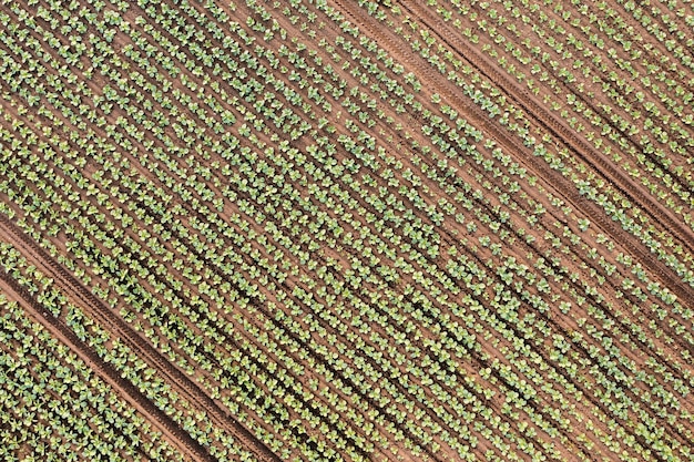 Vue aérienne des récoltes de chou sur le champ