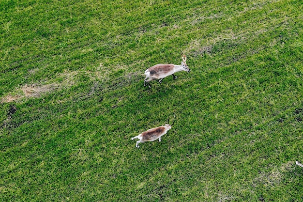 Vue aérienne de rennes dans un champ vert en saison estivale en Finlande Laponie Drone photographie d'en haut