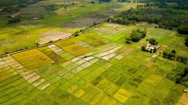 Vue aérienne de Rice Terrace. Image de la belle rizière en terrasse