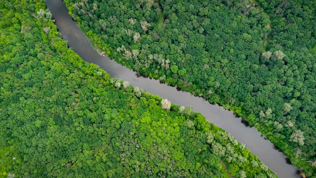 Vue aérienne sur la rivière qui se trouve sur la forêt verte.