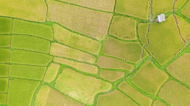 Vue aérienne de la rizière verte et jaune paysage paysage différent modèle au matin dans le nord de la Thaïlande