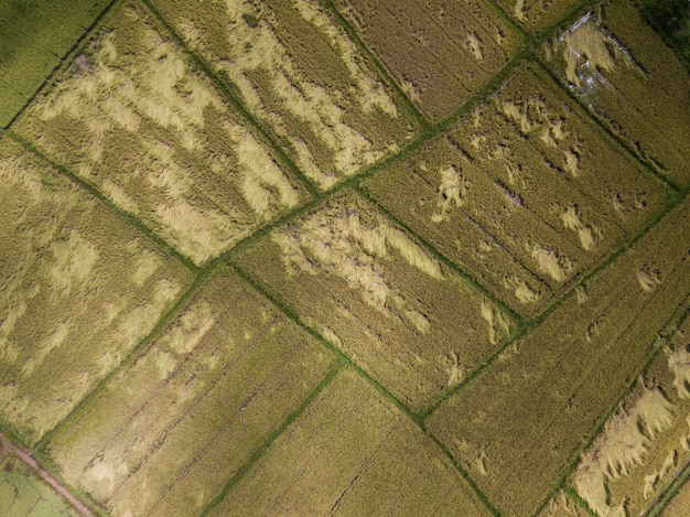 Photo vue aérienne des rizières en croissance. agriculture conceptuelle