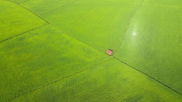 Vue aérienne de rizières dans la matinée, Thaïlande