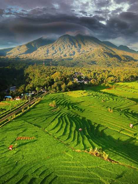Vue aérienne des rizières dans les montagnes de l'Indonésie