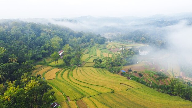Vue aérienne des rizières les matins brumeux