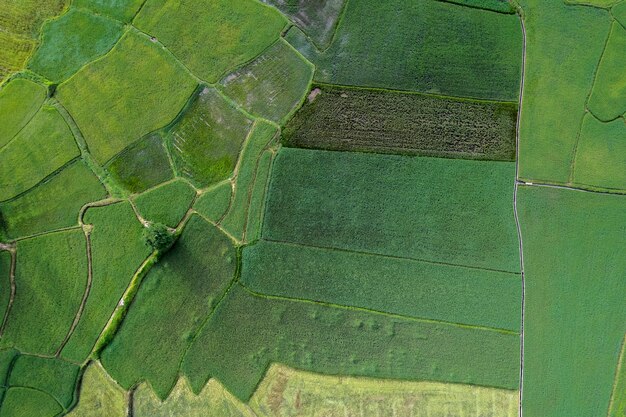 Vue aérienne de rizières vertes dans la campagne thaïlandaise.