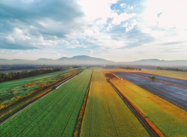 Vue aérienne des rizières vertes