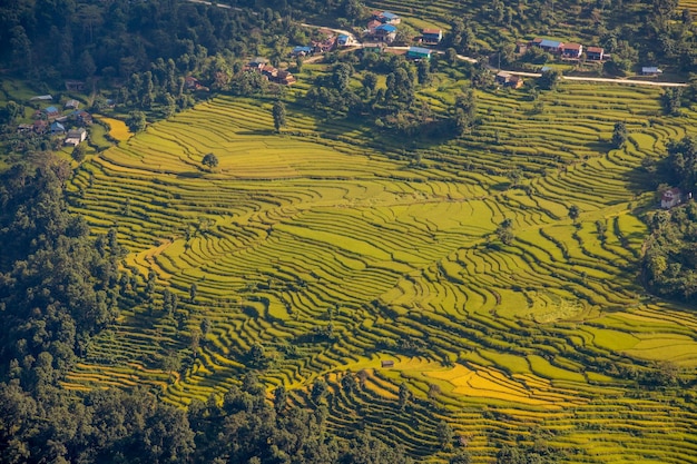 Une vue aérienne des rizières