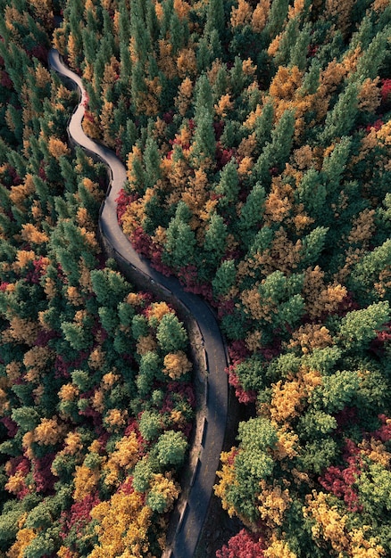 Vue aérienne d'une route d'asphalte sinueuse dans la forêt d'automne au coucher du soleil.