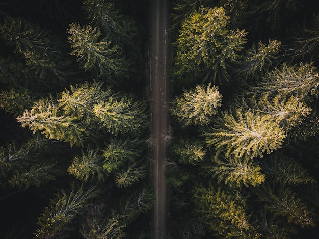 Vue aérienne de la route au milieu des arbres dans la forêt