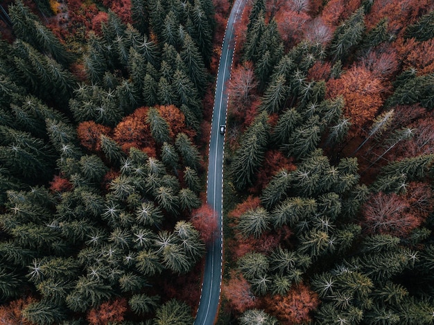 Vue aérienne d'une route au milieu des pins de la forêt en automne