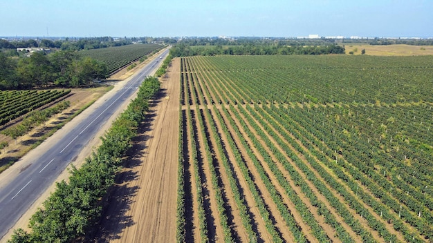 Vue aérienne de la route le long des vignes