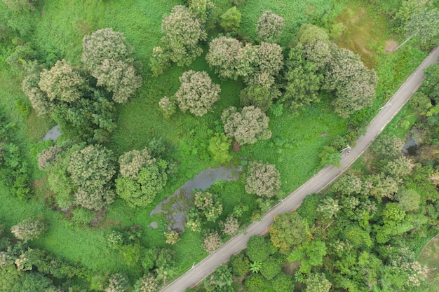 Vue aérienne de la route qui passe la forêt