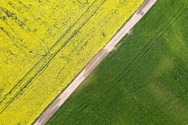 Vue aérienne de la route rectiligne dans les champs verts et jaunes avec des plants de colza en fleurs au printemps ou en été. Photographie de drone.