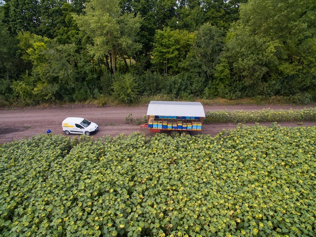 Vue aérienne sur un rucher industriel de nombreuses rangées de ruches