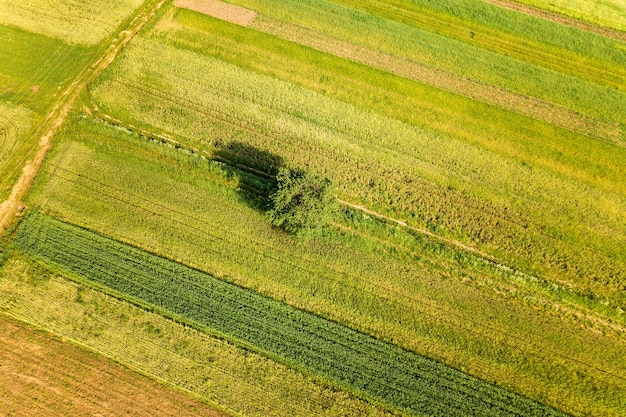 Vue aérienne d'un seul arbre poussant seul sur des champs agricoles verts au printemps avec une végétation fraîche après la saison des semis par une chaude journée ensoleillée.