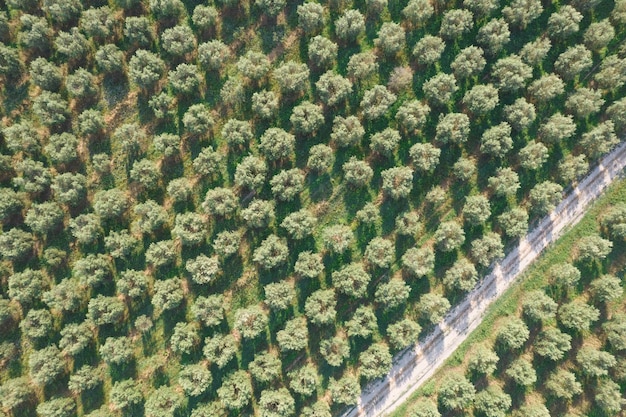 Photo vue aérienne d'un terrain planté d'oliviers