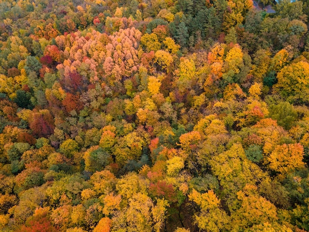 Vue aérienne de la texture de la forêt d'automne