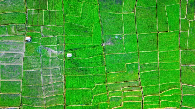 Vue aérienne, de, thaïlande, agriculteur, plante, soja, dans, les, rizières