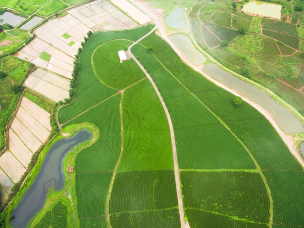 Vue aérienne, de, thé, plantation, tiré, drone