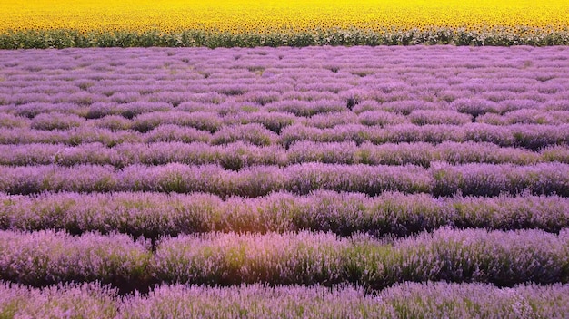 Vue aérienne de tournesols avec des champs de lavande au coucher du soleil